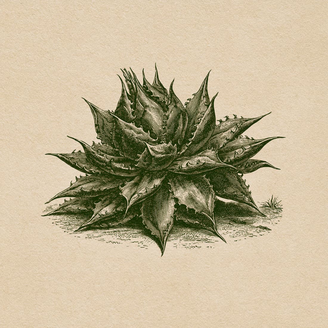 Engraved botanical plate of a rosette-form agave